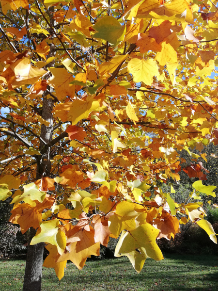 IMG_20231104_120215ver
